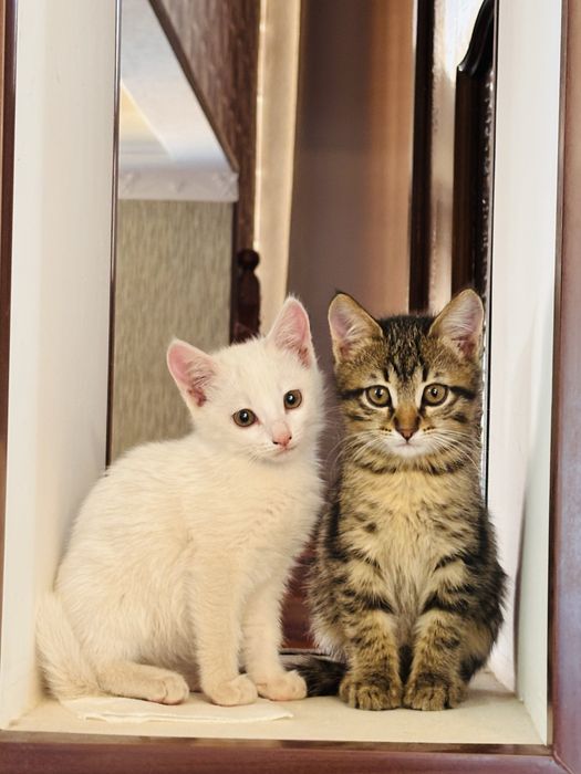 Котенок. Остался только коричневый