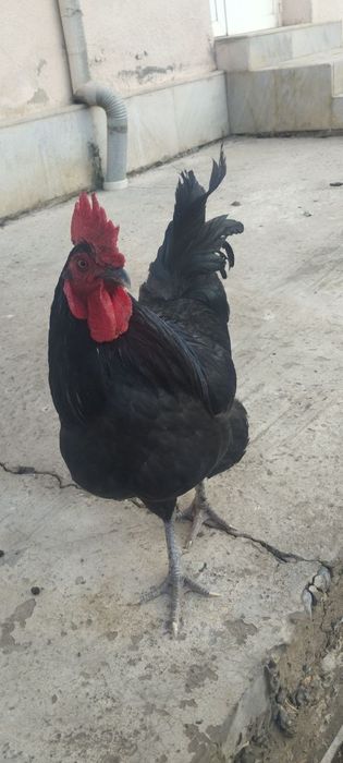 Товук ва куркалар сотилади