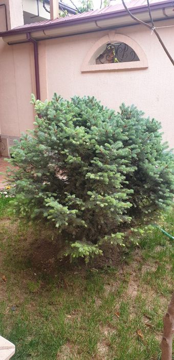 Срочно продам голубой елЬ "Picea pungens glauca Glabosa" Белгийский