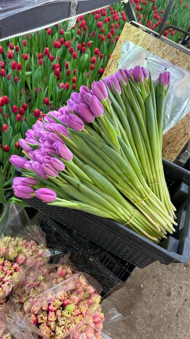Тюльпаны  Доствка