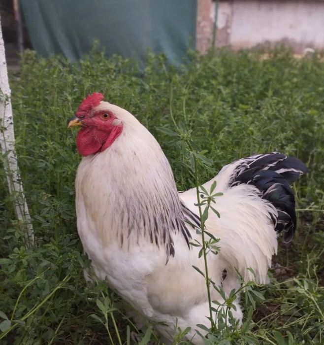 Продам петуха Брама
