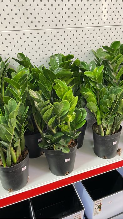 Долларовое дерево