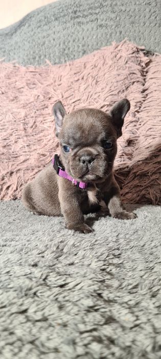 Bulldog francez blue