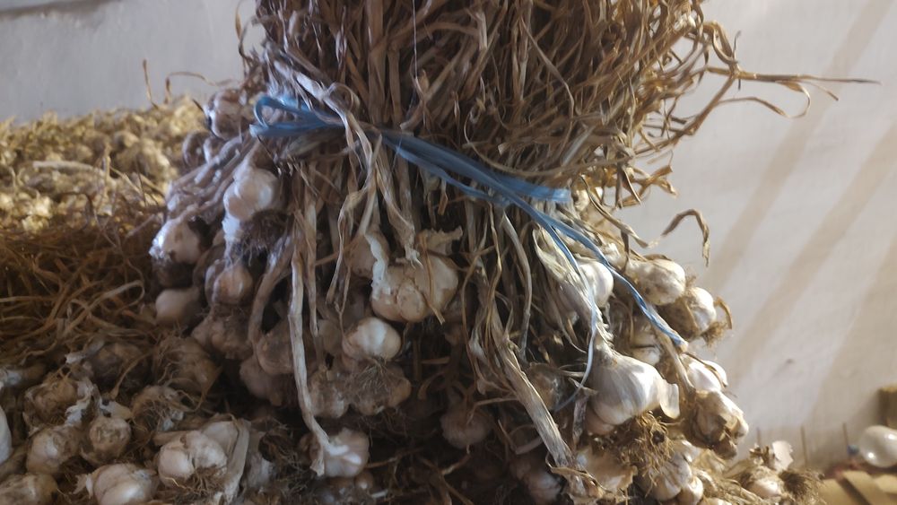 Usturoi Românesc soi benone