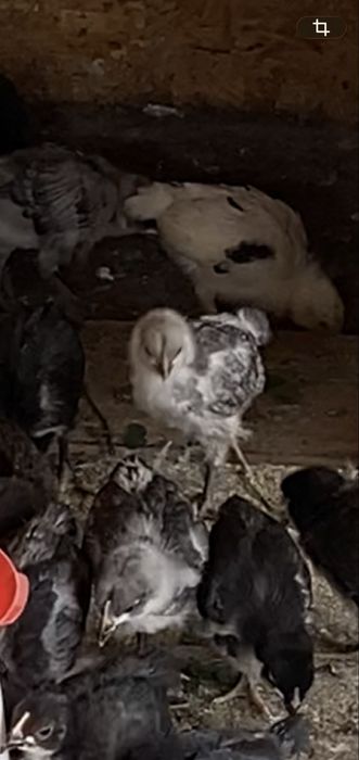 Puisori cauta casuta noua!