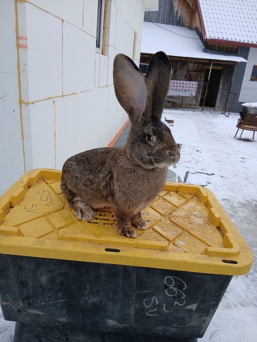 Iepuri iepuroaice urias german