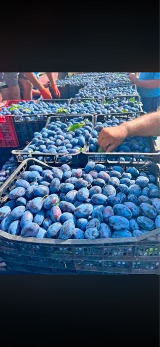 Vand prune de tuica si palinca asigur transport la domicliu in toata tara pentru comenzi sunati la 0763597112