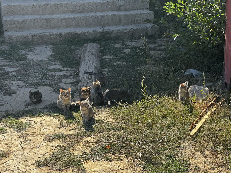 Отдам котят в добрые руки