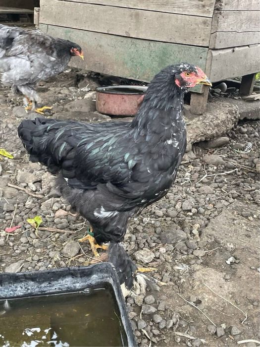 Brahma bobat de vanzare