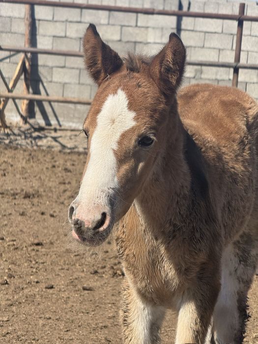 Биі құлышағымен сатылады