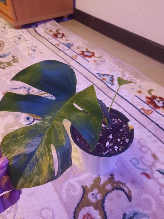 Продам монстеру Ауреа