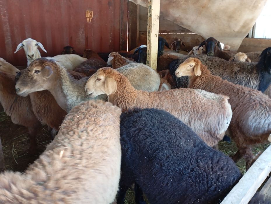 Семиз кой сатылады