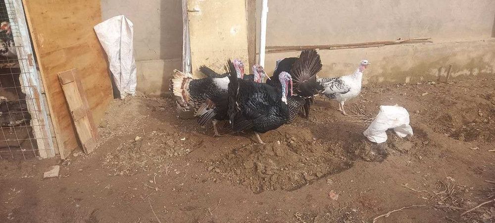 Куркалар сотилади