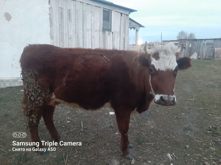 Продам первотелку стельную