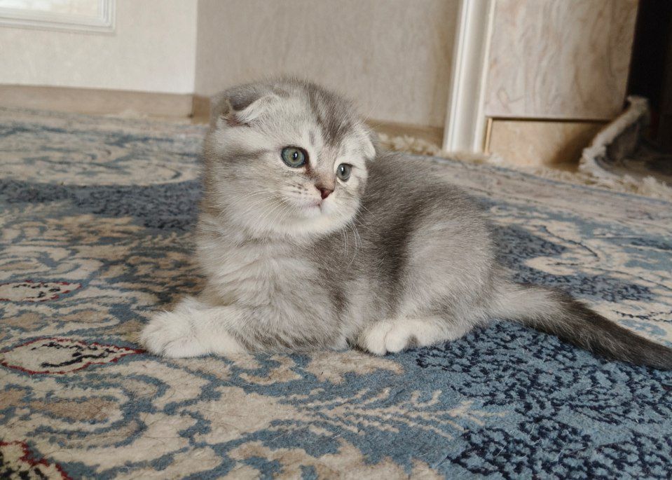 Элитные золотая и голубая шиншилла (британский тип)