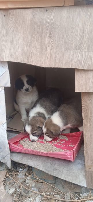 Щенки отдам в добрые руки