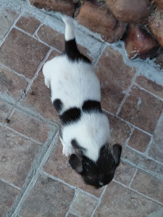 Кученца Джак Ръсел териер