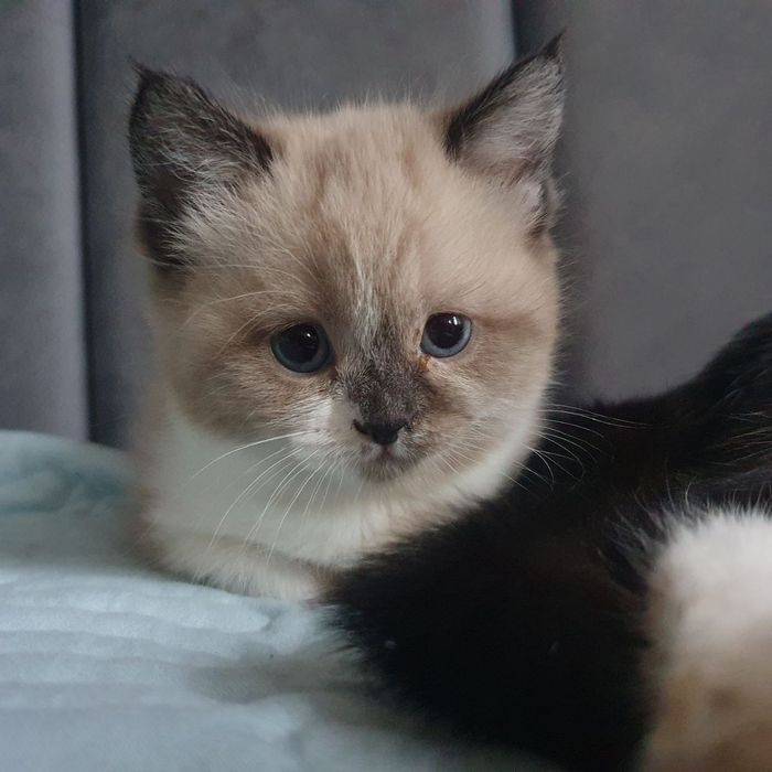 Skotish fold Skotish strayt