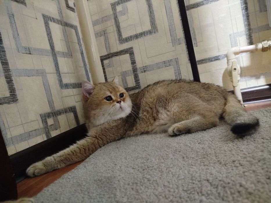 Вязка с британской шиншиллой