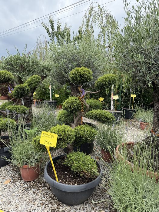 Bonsai verde  calitate