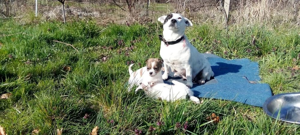 Женско куче на 2 месеца