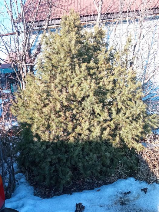 Елка живая     .