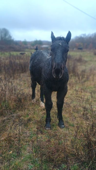 Vând mânz armăsar