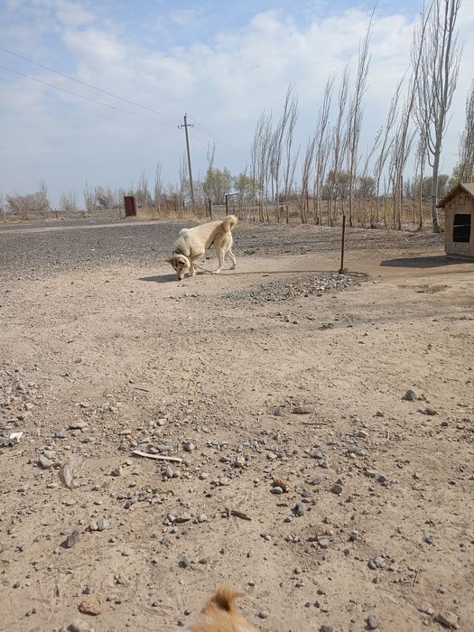 Щенки лайки и алабая
