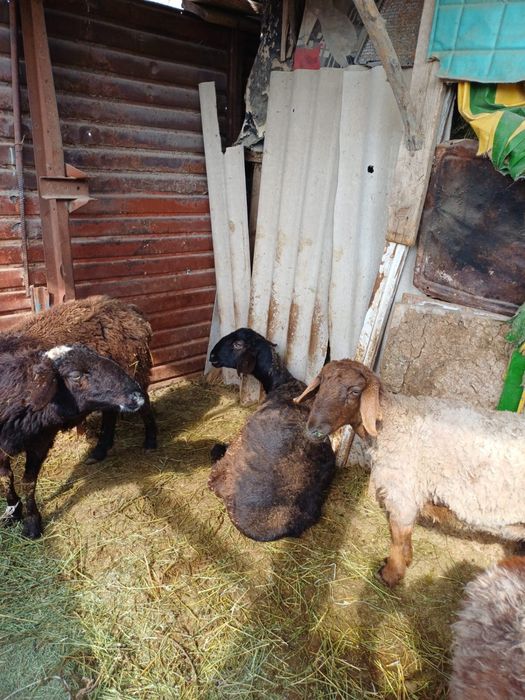 Қойлар (баран), қозы сатылымда, бағасын келісеміз