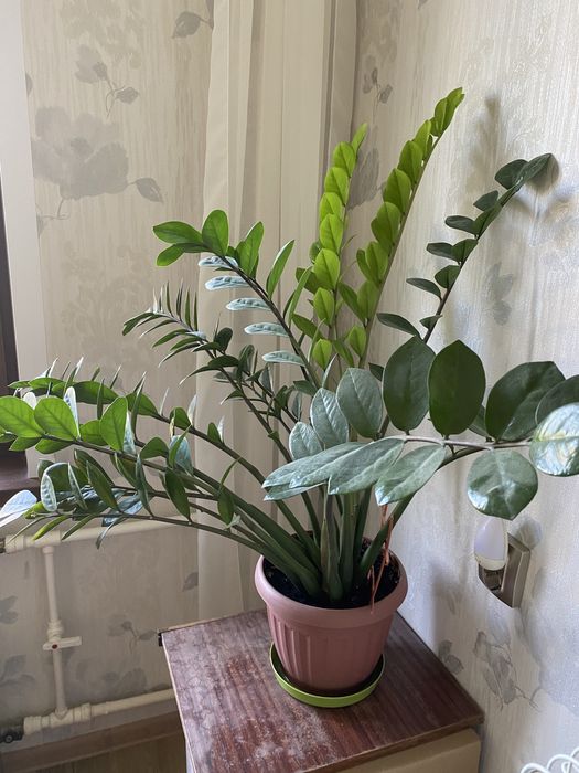 Замеокулькас или долларовое дерево