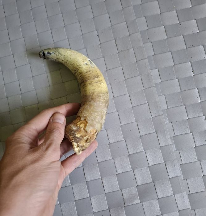 Рог цена 15лв...