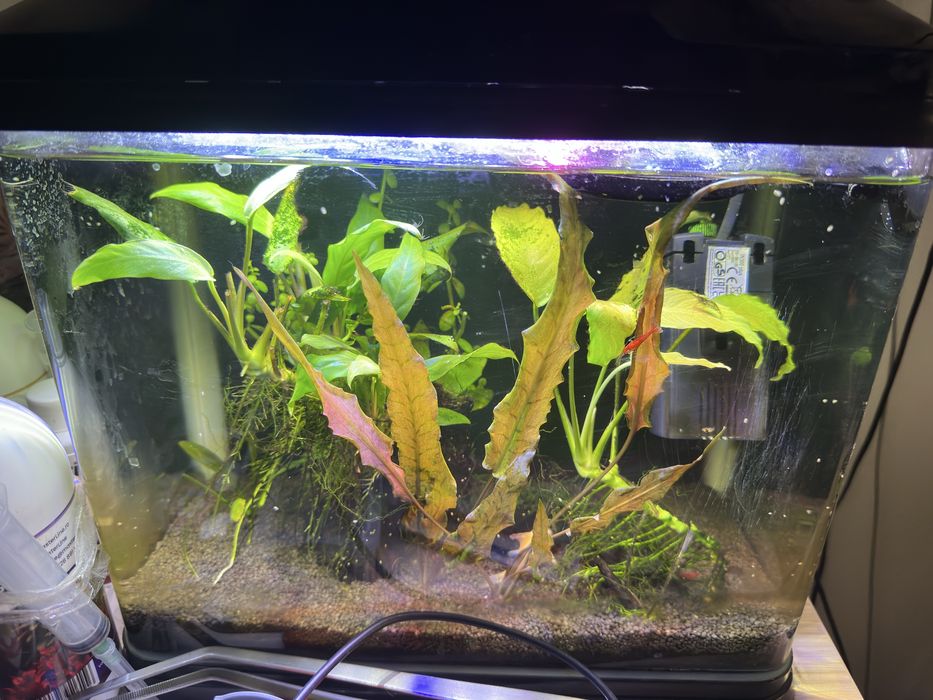 Acvariu complet cu plante, creveti, corydoras