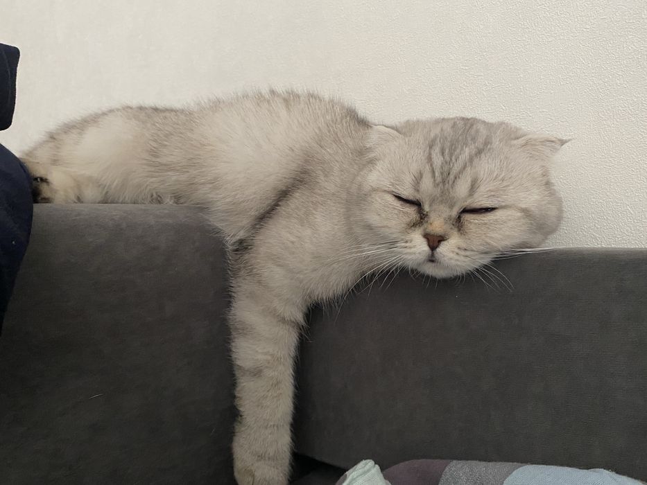 Шотландская вислоухая кошка