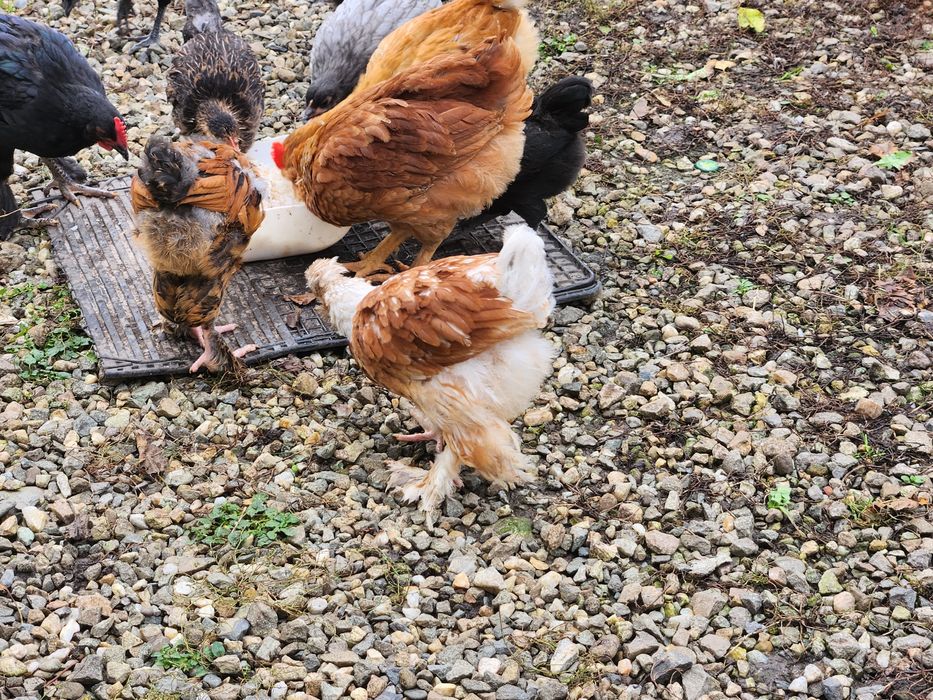 Puicute si Cocoși Australorp si alte rase de 5 luni