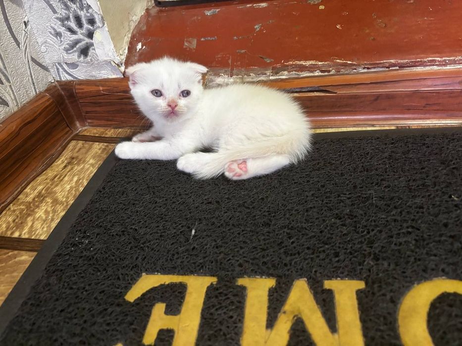 Котята Скоттиш фолд