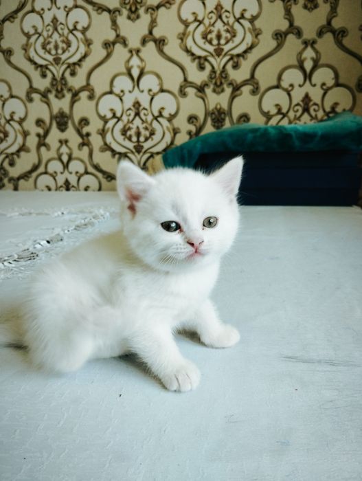 Mushuk bolachalari sotiladi