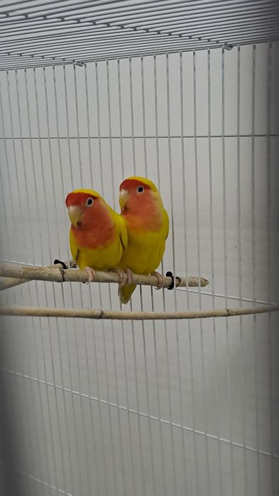 Неразлучник пара взрослый