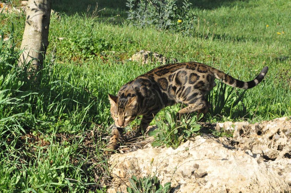 Бенгалски котарак