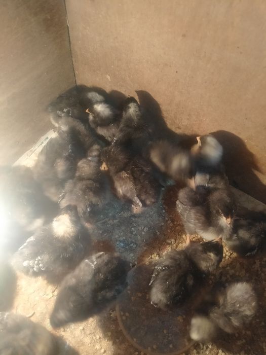 Цыплята недельные