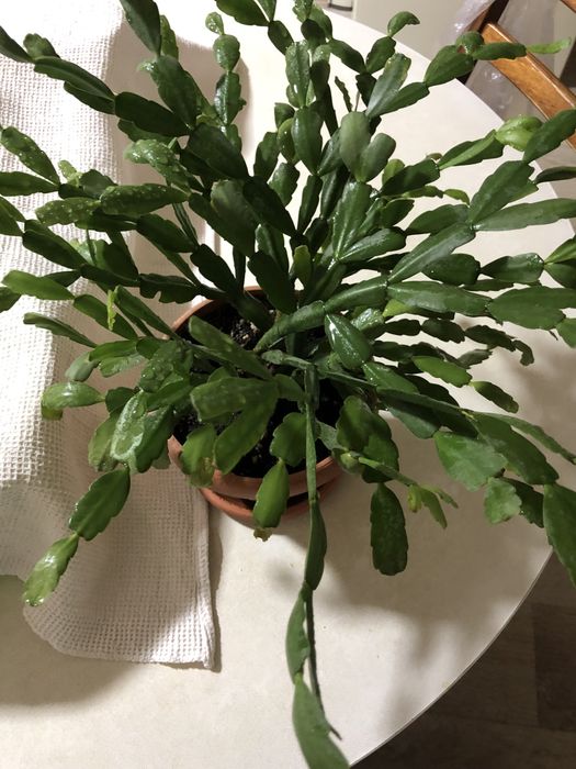 Кактус, «Женское счастье», декабрист