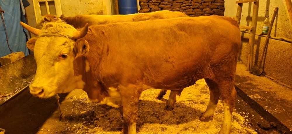 Сменталь новос сотилади