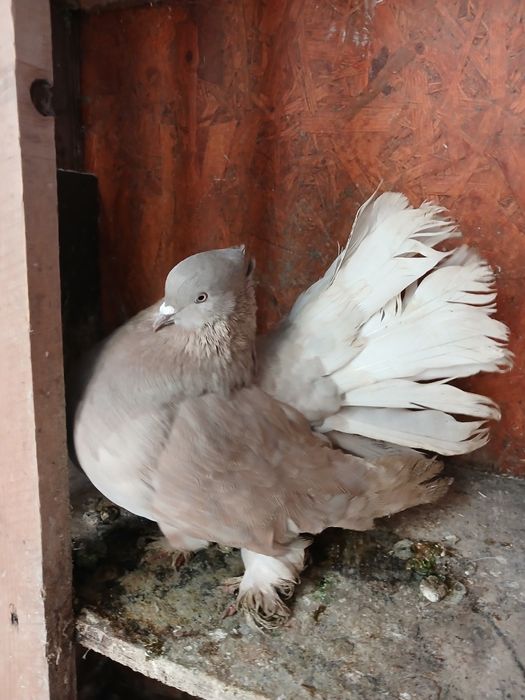 Porumbei de ornament