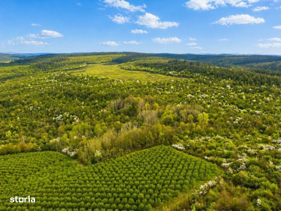 Teren 20 ha vestul Romaniei – ideal plantatie aluni / livada