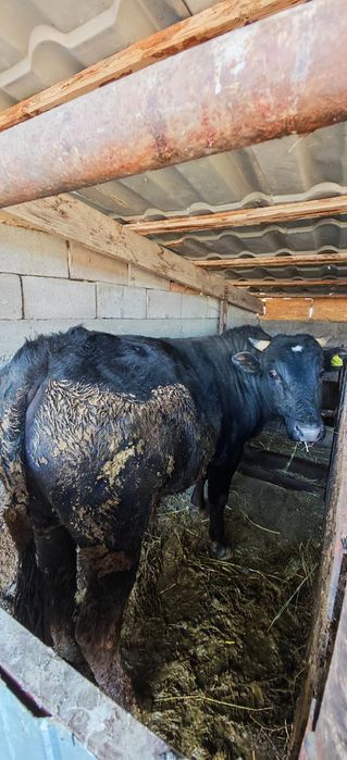 Продаю Быков срочно