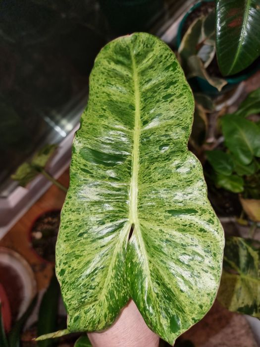 Комнатные цветы Филодендрон Параисо верде