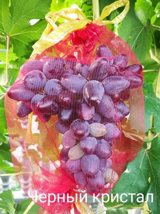 Саженцы винограда