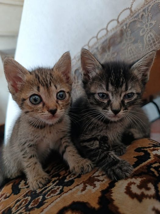 Котята Кызлорда 4 котенка
