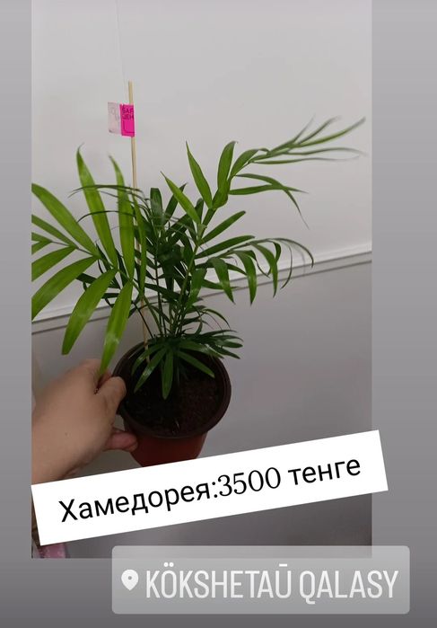 Хамедорея:3500 тенге