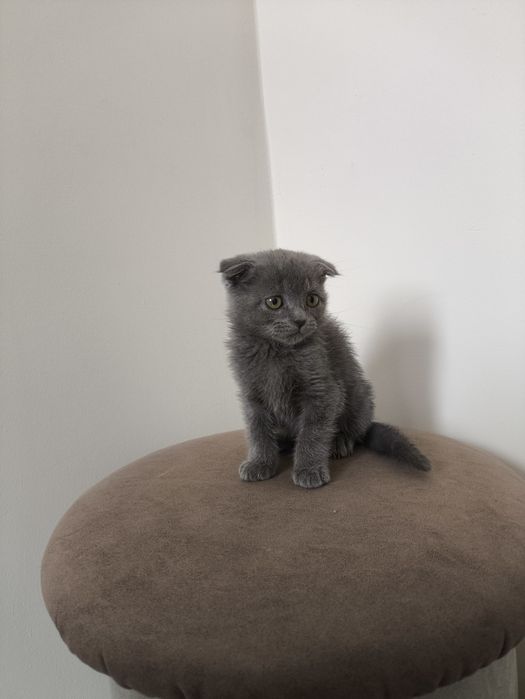 Веслоухий котёнок.