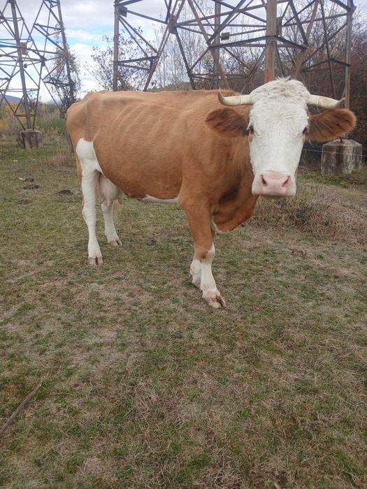 Vand vacă balțata româneasca și doi tauri  bălțați